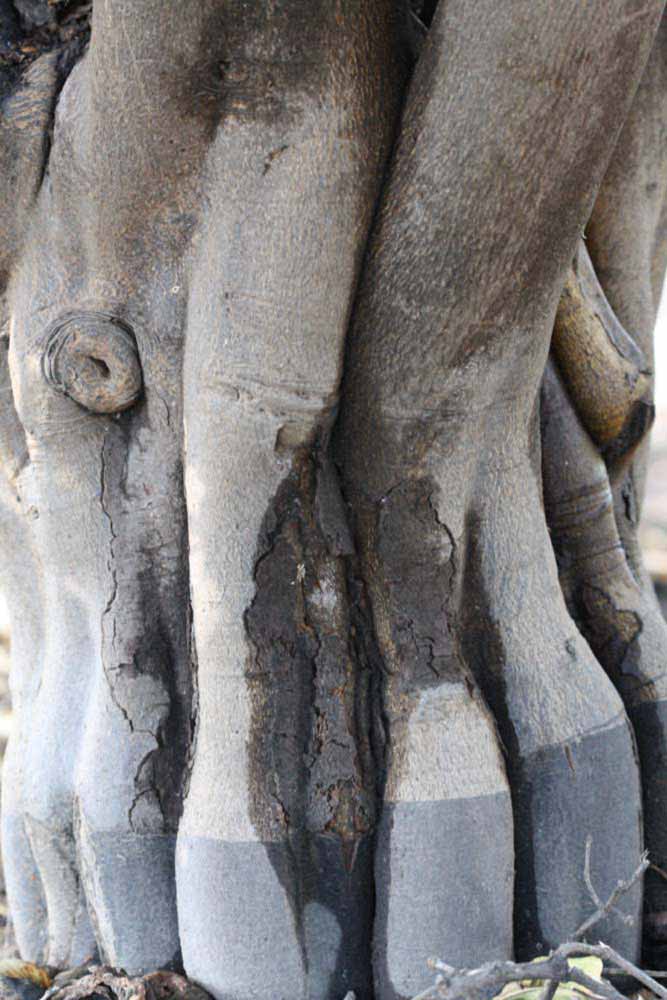            Bark (Persian SPB-7, Riverside, CA)   